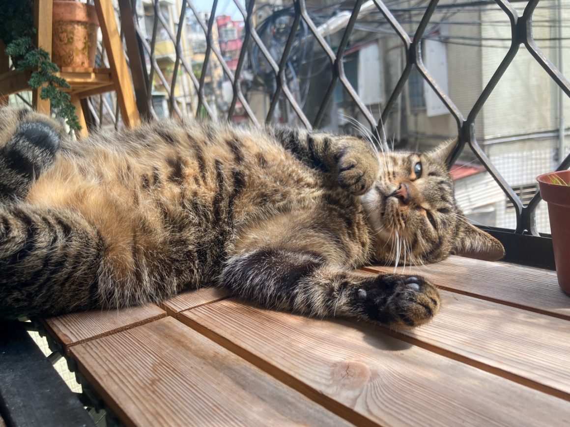 The author's cat on her “balcony.”